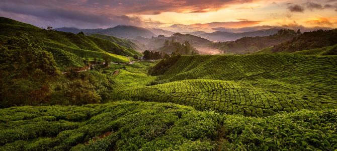 Pourquoi visiter les Cameron Highlands à Pahang en Malaisie occidentale Pourquoi visiter les Cameron Highlands à Pahang en Malaisie occidentale