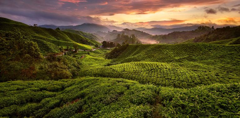 Pourquoi visiter les Cameron Highlands à Pahang en Malaisie occidentale