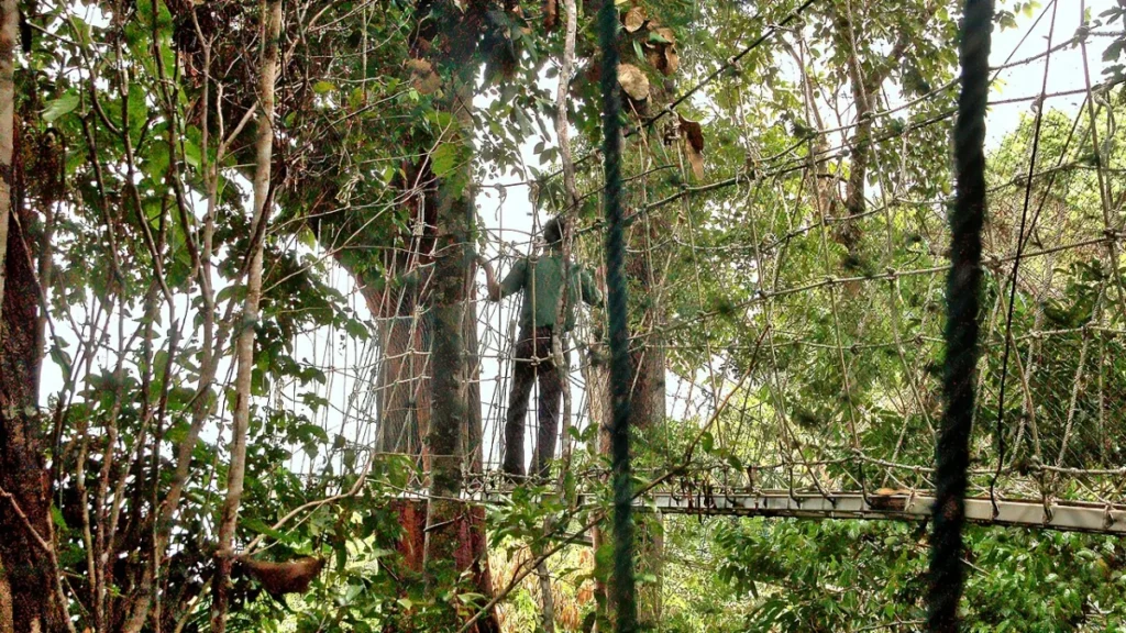 Batang Ai - File:011061 00001 HĂ€ngebrĂŒcken im Regenwald.jpg