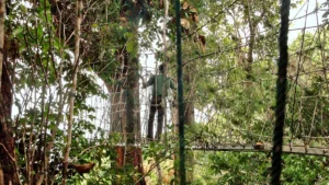 Batang Ai