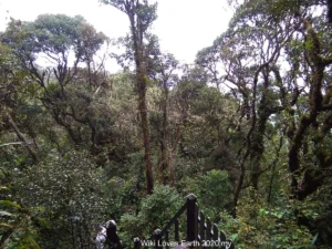 Cameron Highlands Mossy Forest
