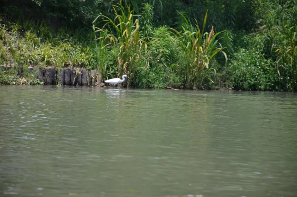 Kinabatangan River - File:An egret by the lakeside- I seem to be losing my touch (35803020343).jpg