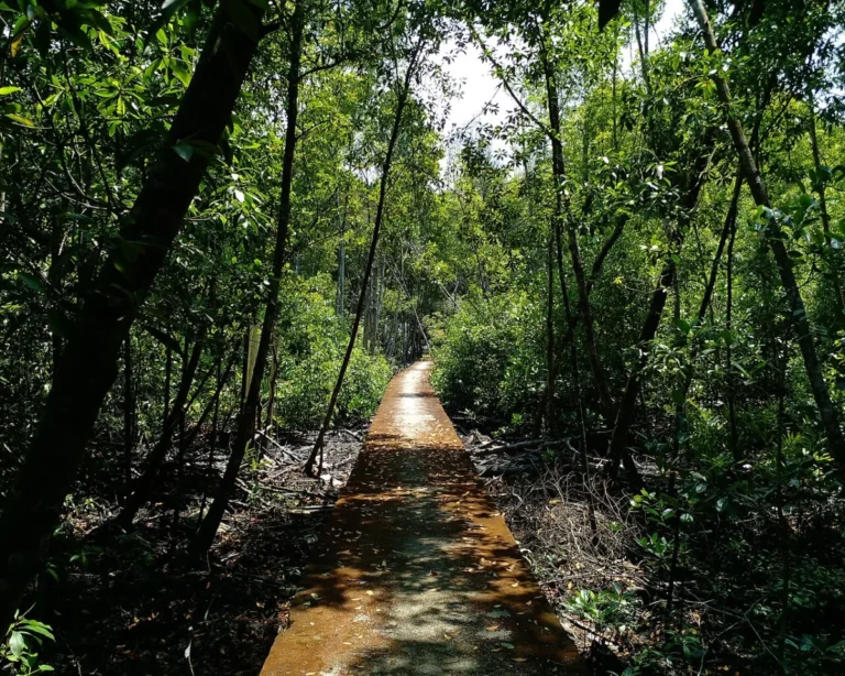 Kuala Selangor Nature Park - File:Mangrove Broadwalk Kuala Selangor National Park.jpg