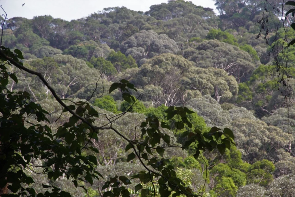 Penang National Park - File:Penang National Park.jpg