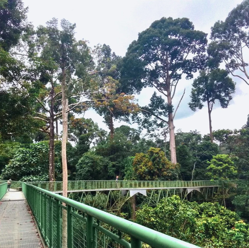 Rainforest Discovery Centre Sepilok - File:Rainforest Discovery Centre(RDC) in Sepilok.jpg