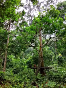 Sepilok Orangutan Rehabilitation Centre