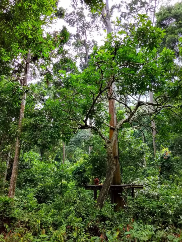 Sepilok Orangutan Rehabilitation Centre