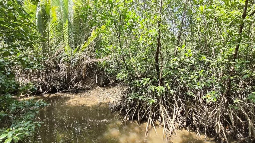 Setiu Wetlands - File:Mangrove forest, Setiu Wetlands State Park.jpg