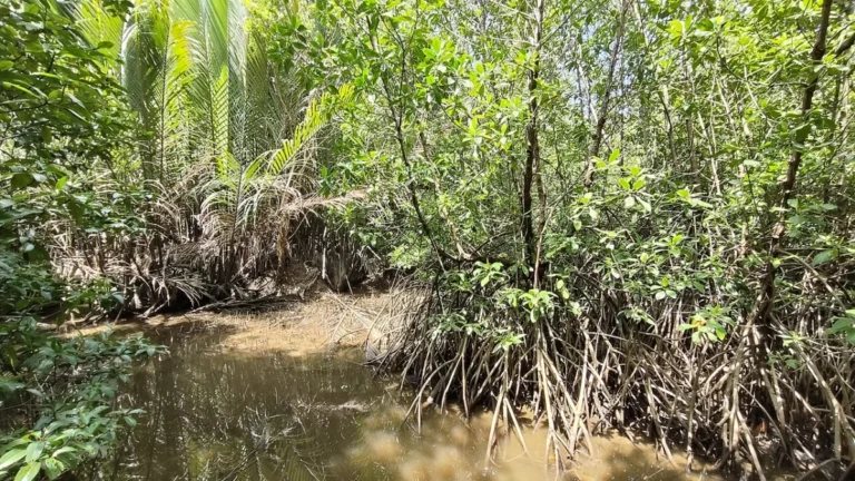 Setiu Wetlands