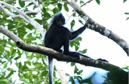 Tanjung Datu - File:Presbytis chrysomelas chrysomelas (10.3897-BDJ.12.e124196) Figure 4.png