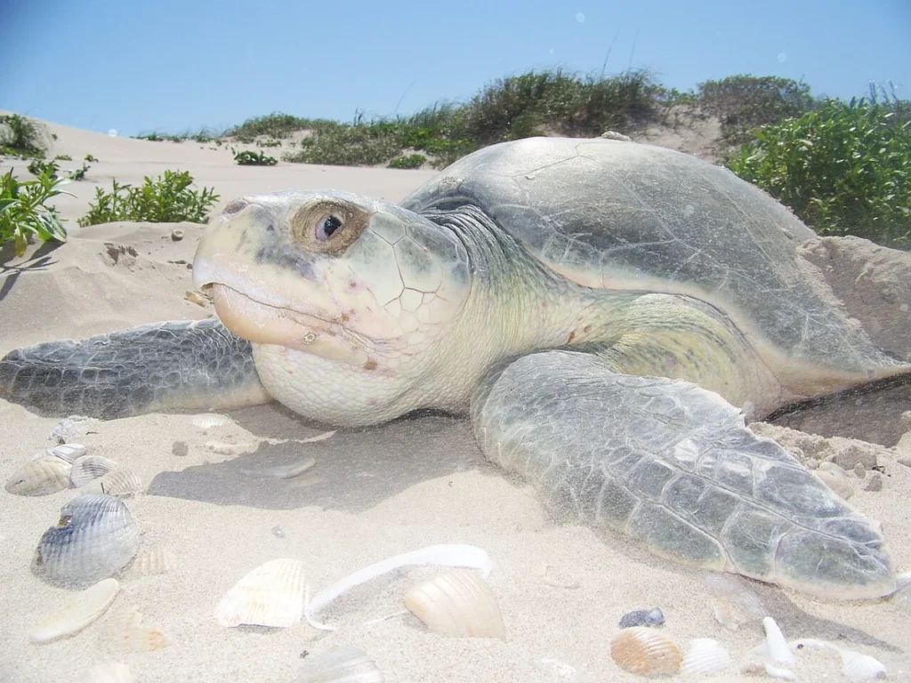 Turtle Islands - File:2010 Kemp's ridley sea turtle project at Padre Island National Seashore (for NRC) (f1b41723-09a4-4933-8312-14fedb1c1b81).jpg